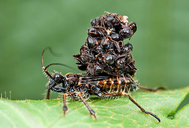 El insecto asesino: el insecto feroz que succiona a sus presas hasta dejarlas secas y viste sus cadáveres