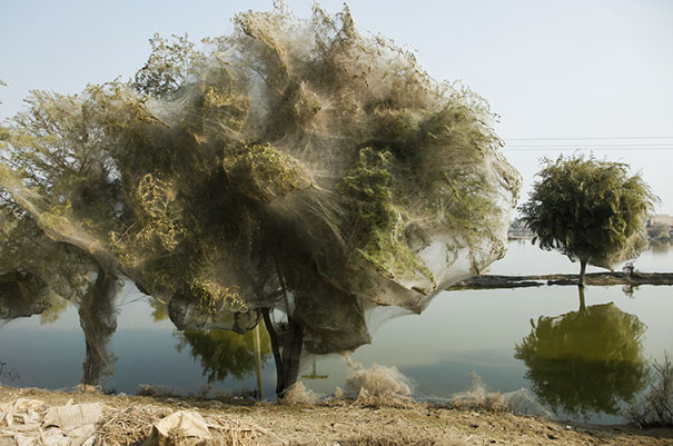 Death Shrouds From Hell - Las arañas envolvieron estos árboles para salvarse de una inundación