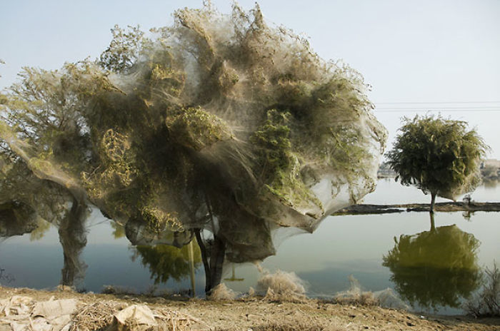 Las arañas han llenado estos árboles de telaraña para salvarse de una inundación