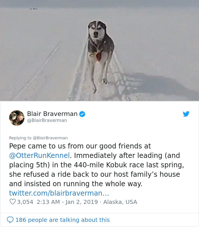 The Way This Woman Described Each And Every One Of Her 20 Sled Dogs Is Hilariously Wholesome
