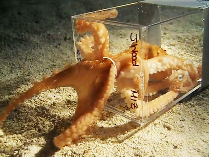 People Share The Most Incredible Things Octopuses Have Done And We May Have Underestimated Their Intelligence
