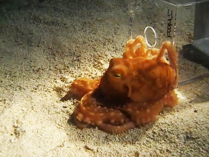 People Share The Most Incredible Things Octopuses Have Done And We May Have Underestimated Their Intelligence