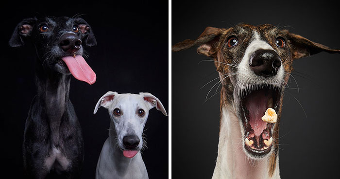 I Celebrate The Day Of Spanish Hunting Dogs By Photographing Them Enjoying Their Life Of Freedom