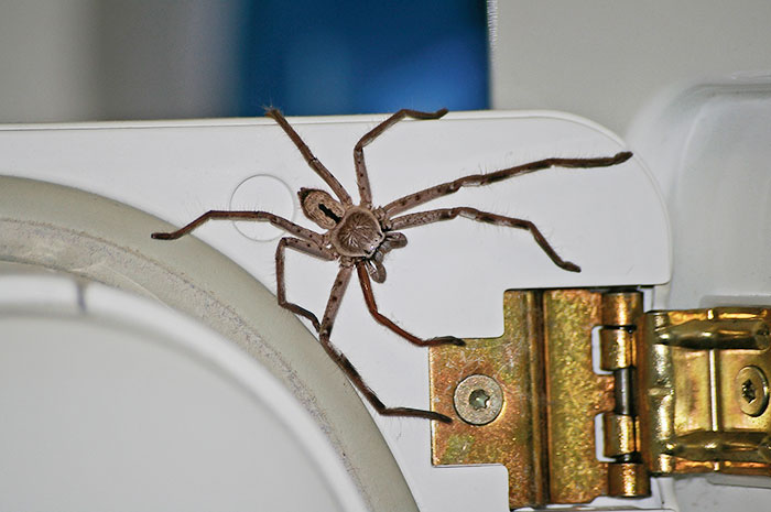 scrapbog for ikke at nævne På forhånd Guy Accidentally Sat On A Toilet With A Huntsman Spider In It, Says He Was  Assaulted By 'World's Smallest Sexual Predator" | Bored Panda