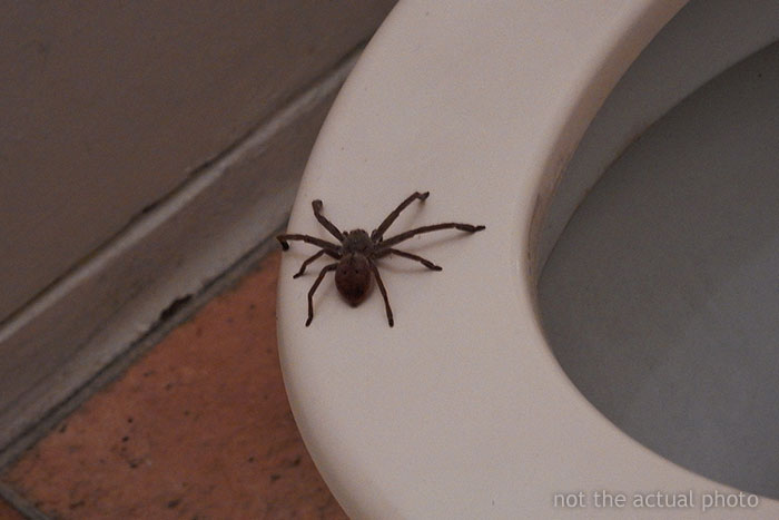 Guy Accidentally Sat On A Toilet With A Huntsman Spider In It, Says He Was Assaulted By ‘World’s Smallest Sexual Predator”