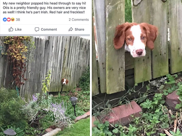 I Was Creeping My Next Door Neighbors Facebook And Stumbled Upon This Photo Of My Dog
