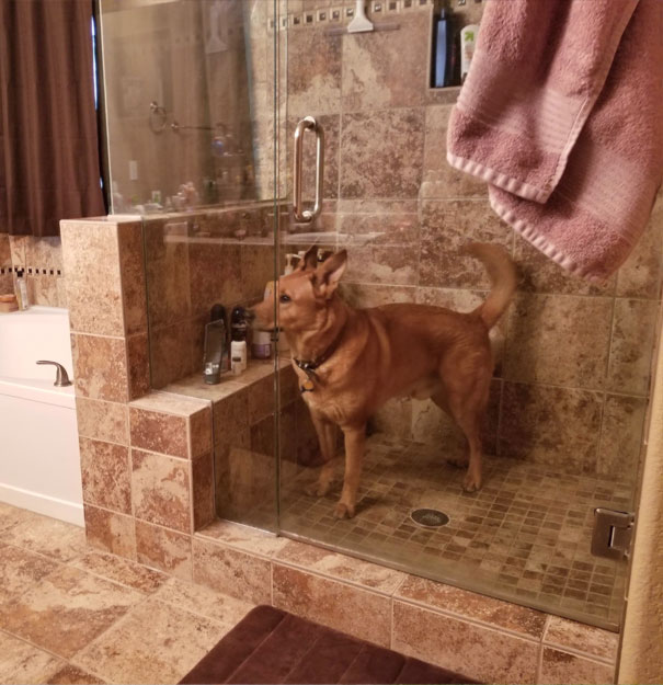 Trapped Himself In The Shower At Some Point During The Night. Woke Up To Scared Whining