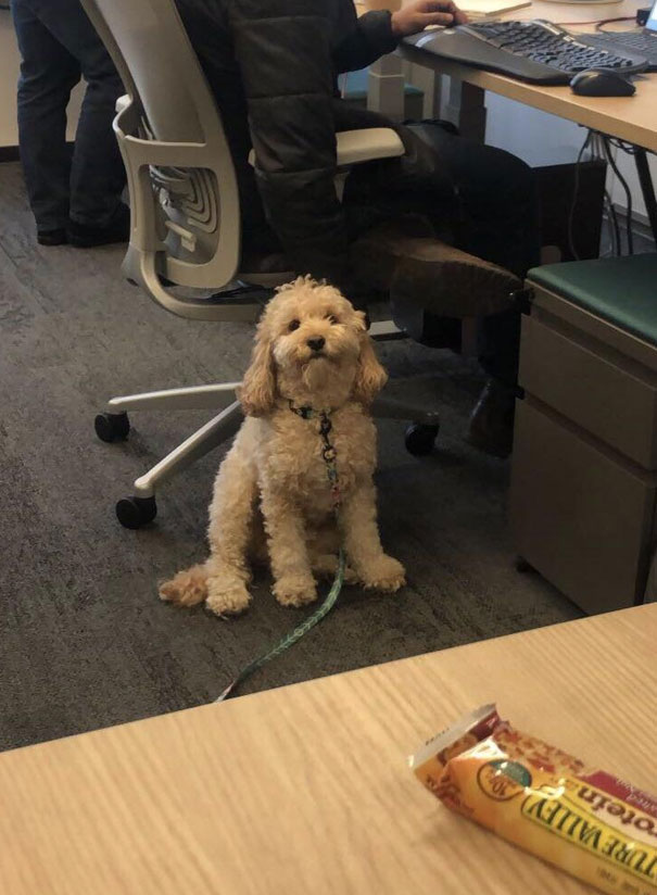 Watched My Coworkers Dog For An Afternoon And Now He Won’t Stop Staring At Me