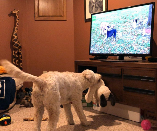She Loves Watching Puppies On TV. She Even Wanted To Show The Other Puppies Her Stuffed Pup