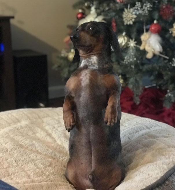 My Dog Frank Sits Like This For Long Periods