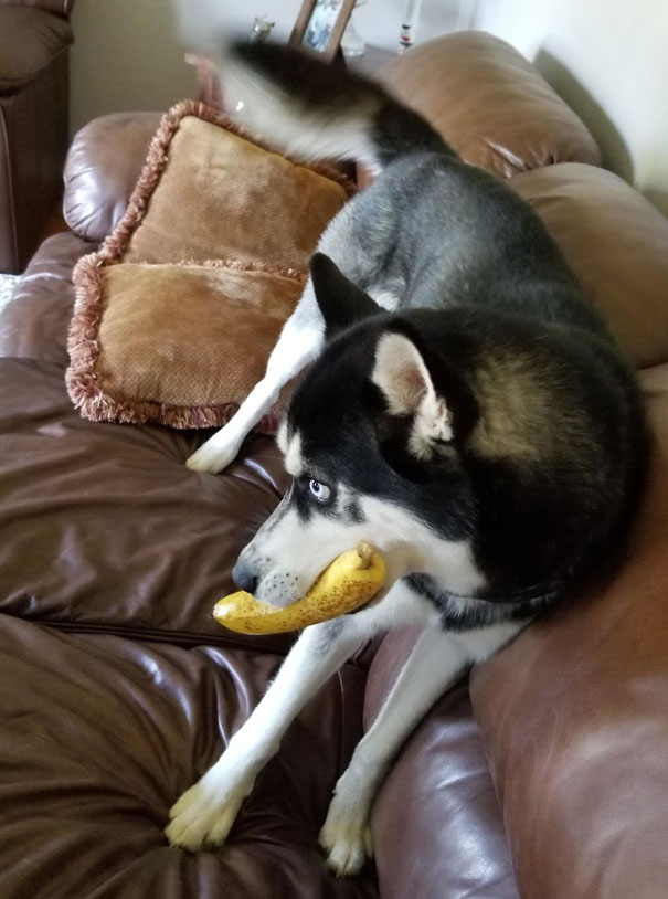 My Dog Steals Bananas From The Counter All The Time. Only The Bananas, Never Eats Them Though