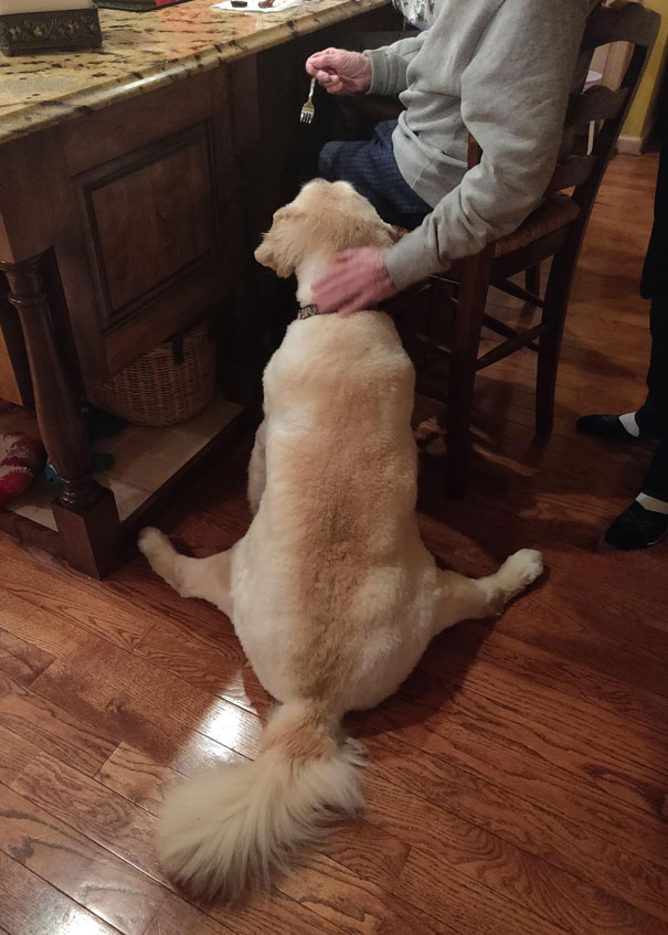 My Dog Was Sitting Like This While Being Fed With A Fork By Her Grandpa