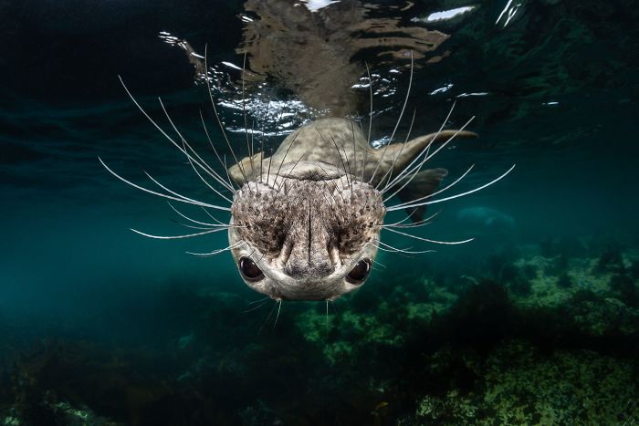 1st Place, Cold Water, "Grey Seal Face" By Greg Lecoeur