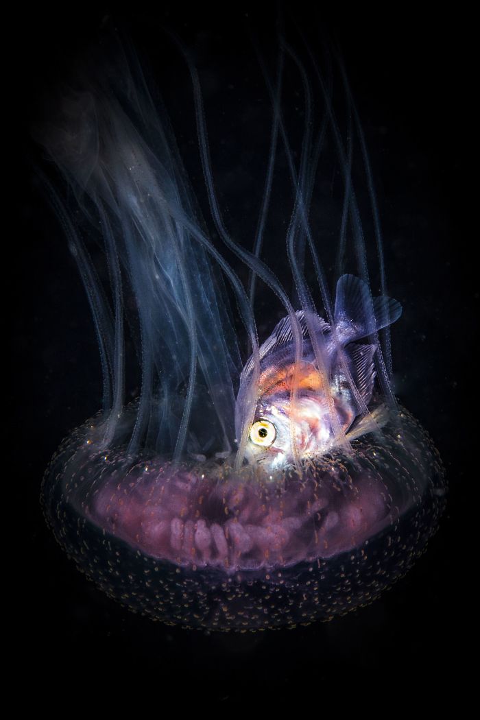 Honorable Mention, Marine Life Behavior, "Living In A Jelly" By Doris Vierkötter