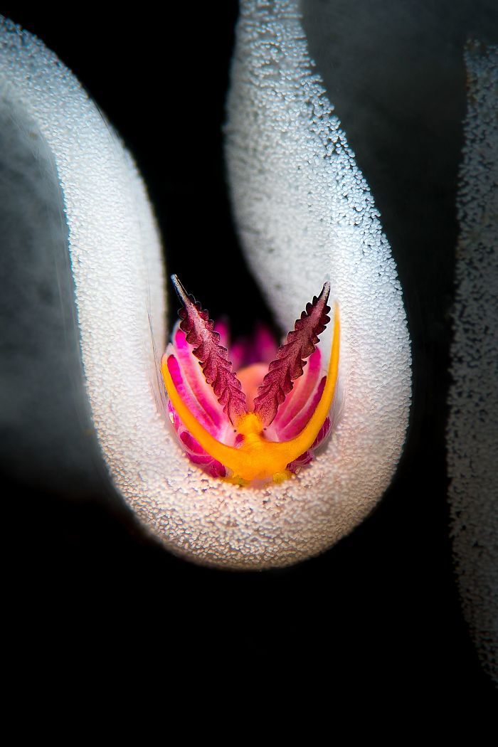 1st Place, Nudibranch, "Inside The Eggs" By Flavio Vailati
