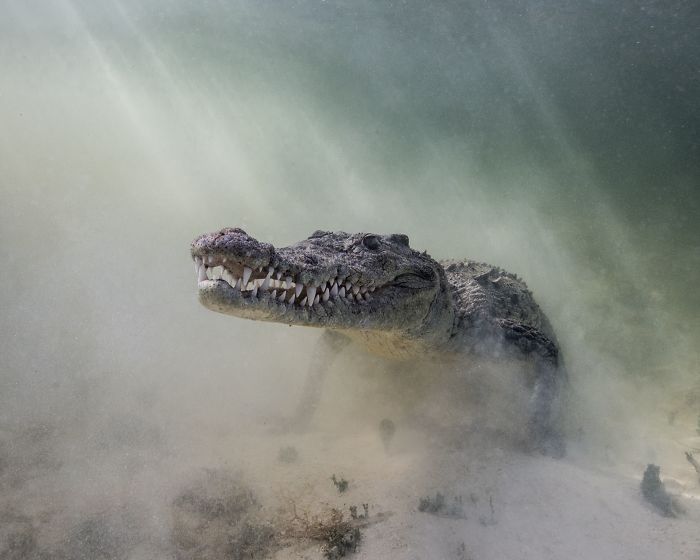 2nd Place, Portrait Category, "Croc In The Mist" By Christina Barringer