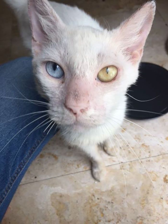 Awalnya dikira buta, ternyata kucing ini punya mata yang sangat indah