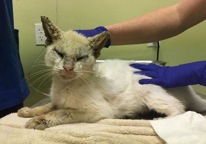 Homeless Cat Opens Its Eyes For The First Time In Months, Stuns Everyone With Their Beauty
