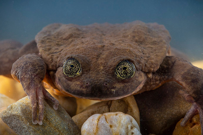 World's Loneliest Frog Has Found A Match After 10 Years, And They Might Be Saving Their Species