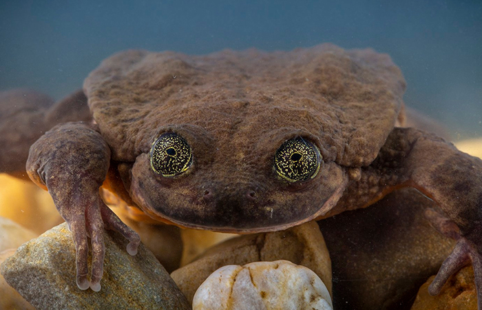 World’s Loneliest Frog Has Found A Match After 10 Years, And They Might Be Saving Their Species