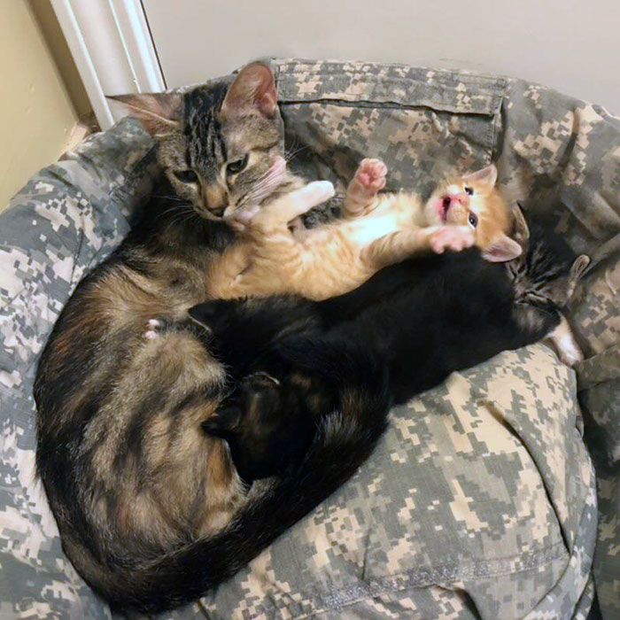 Turned Old Uniforms Into A Bed Cover For Our Foster Kittens. Cuts Down On Washing Too