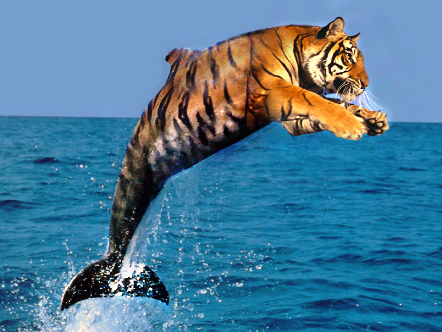 Tiger + Dolphin