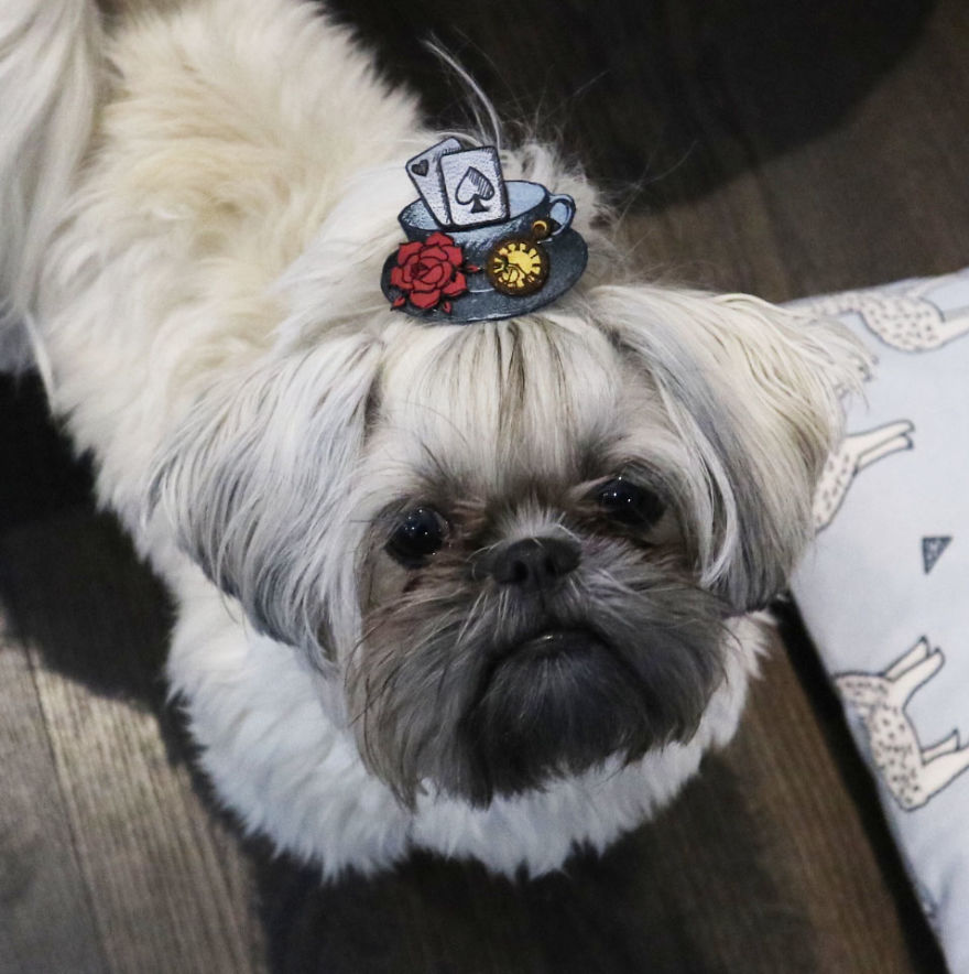 Looking For A Birthday Treat For My Puppy Led To A Crazy Challenge - I Am Making 365 Leather Dog Hats