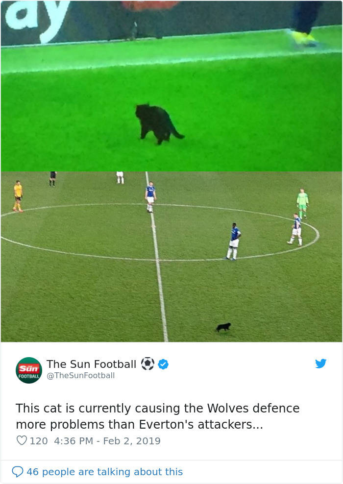 Black Cat Enters A Soccer Match And Unsurprisingly Refuses To Leave