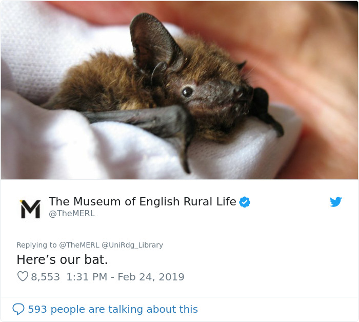 UK Library Museum Posts Hilarious Twitter Thread About A Bat Found In Their Store