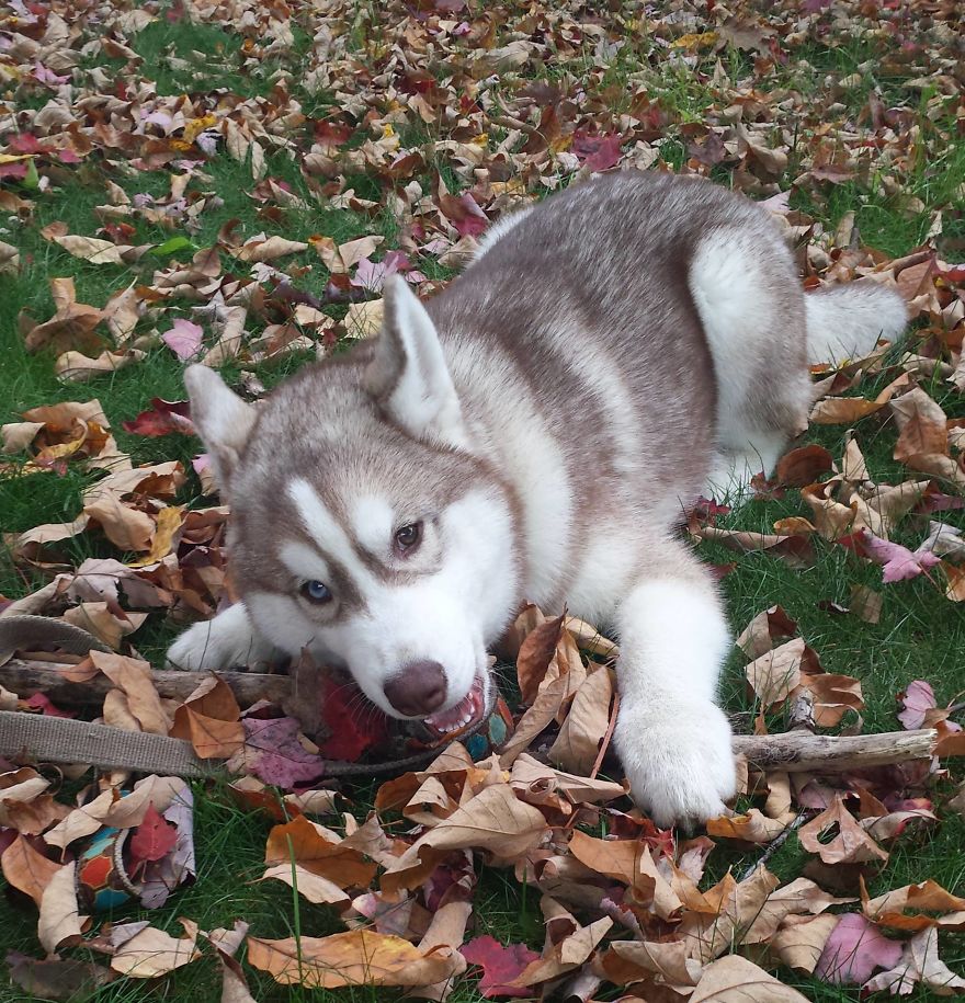 I Randomly Bought A Husky Puppy On The Internet And It Changed My Life I Randomly Bought A Husky Puppy On The Internet And It Changed My Life