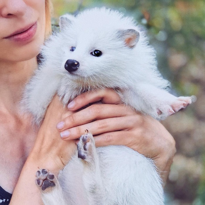 Famous Russian Photographer Ends Her Career To Live In A Forest With 100 Sick Dogs