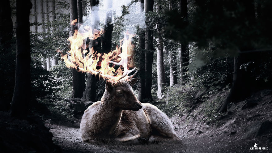 Deer In Flames
