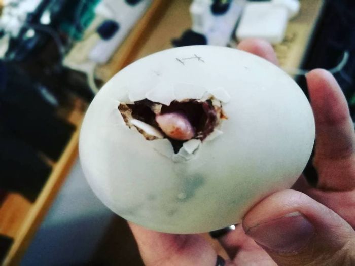 Woman Buys A Balut Egg In A Restaurant And Hatches The Duckling That’s Now Her Best Friend
