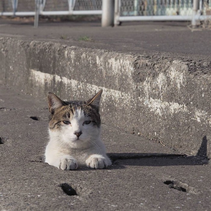 Japanese Photographer Captures Stray Cats Having Fun And Not Giving A Damn In The World