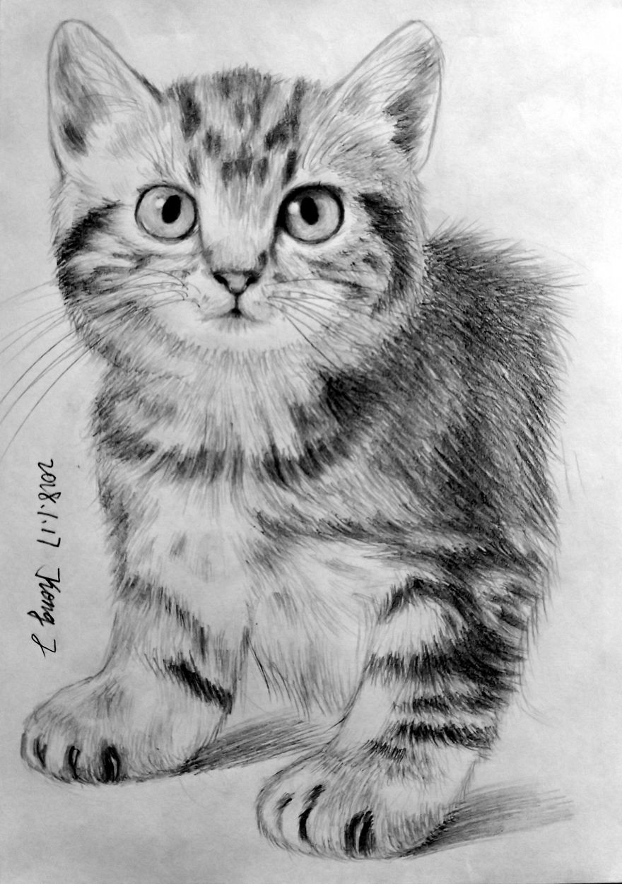 I Tried To Draw Cats With A Ballpoint Pen. Average 4 Hours Per Work.