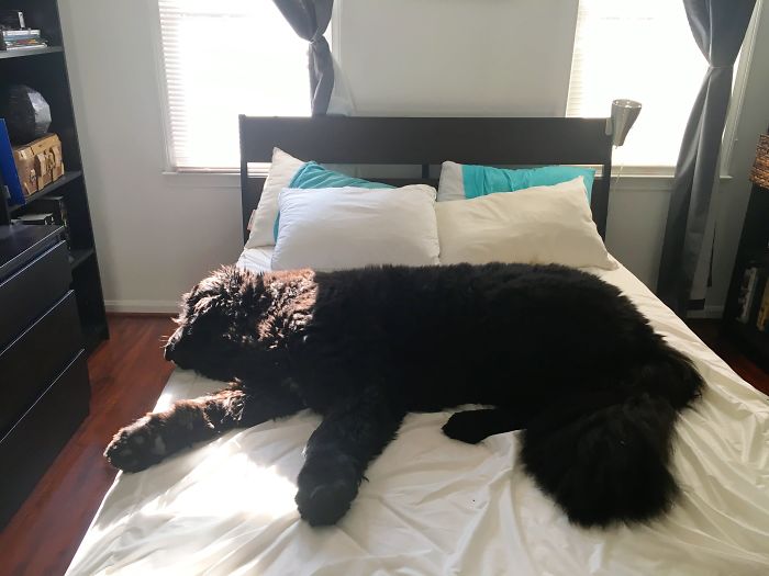 That's A Queen-Sized Bed. And 175lb Newf.