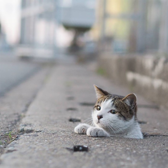 Este fotógrafo japonés retrata a los gatos callejeros divirtiéndose sin preocuparse de nada en el mundo