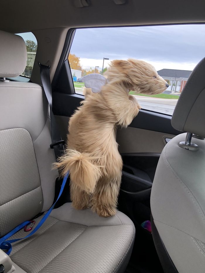 Happy dog sticking his head through a car window 