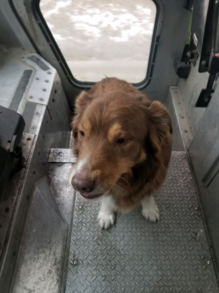 Mi marido es repartidor de FedEx, Se encontró un perro perdido, lo recogió y se lo llevó consigo hasta que volvió de forma segura con su dueño