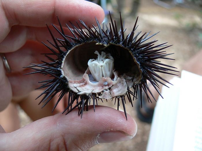 A Sea Urchin's Jaw