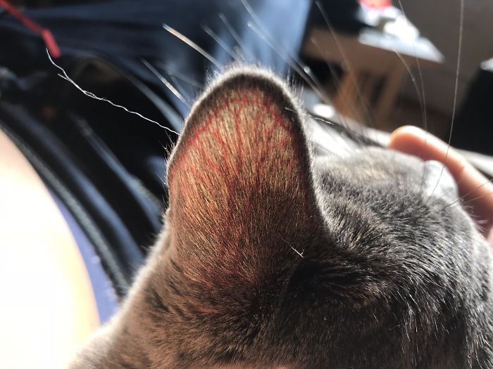 The Way My Cat's Veins Show In The Sunlight