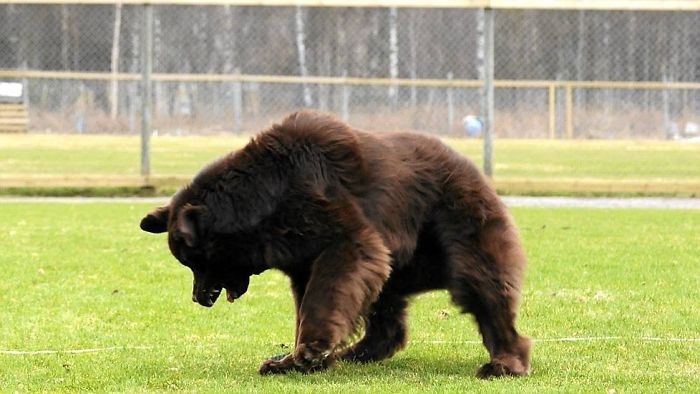 This Is A Newfoundland Dog. Not A Bear