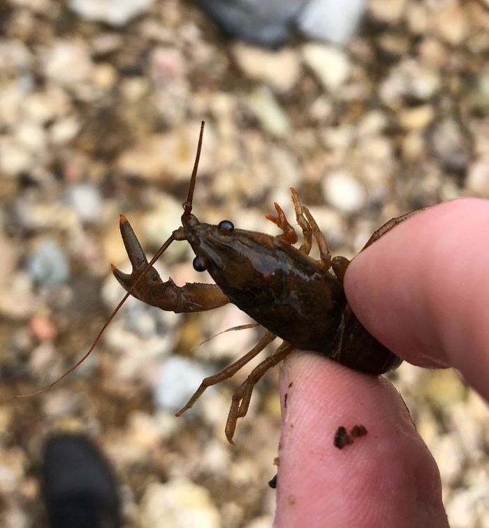 This Crayfish Regrowing A Lost Claw