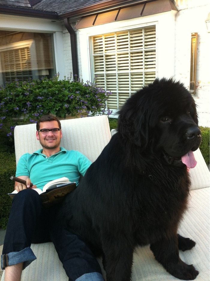 150 Pounds Later And He's Still A Lap Dog