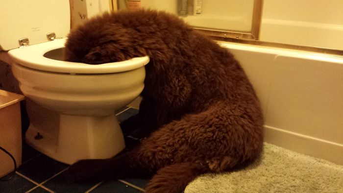My Newfie Puppy Used To Fall Asleep With His Head In The Toilet