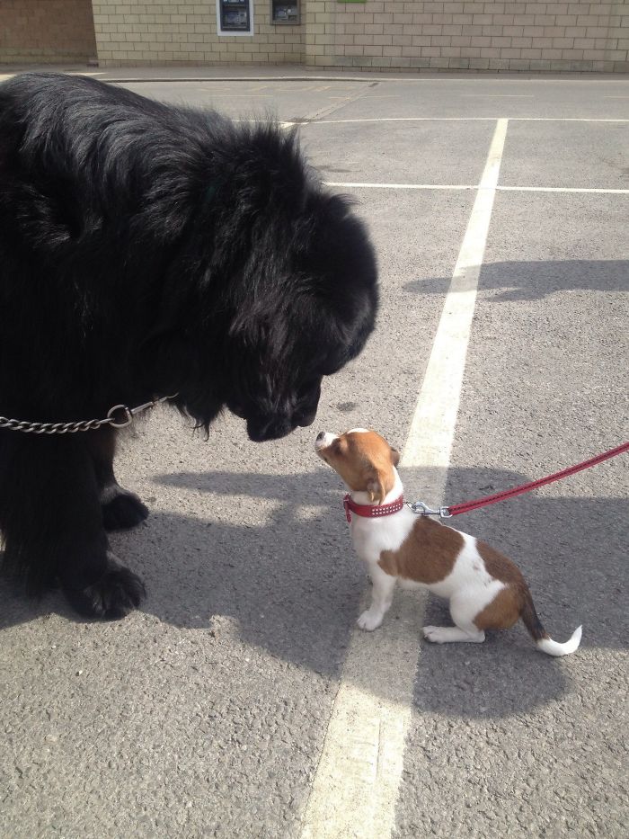 Cuando conoce perros más pequeños