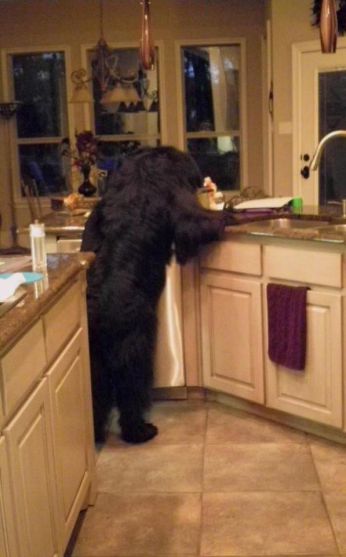 Thought A Bear Broke In. Nope, Just A Newfie