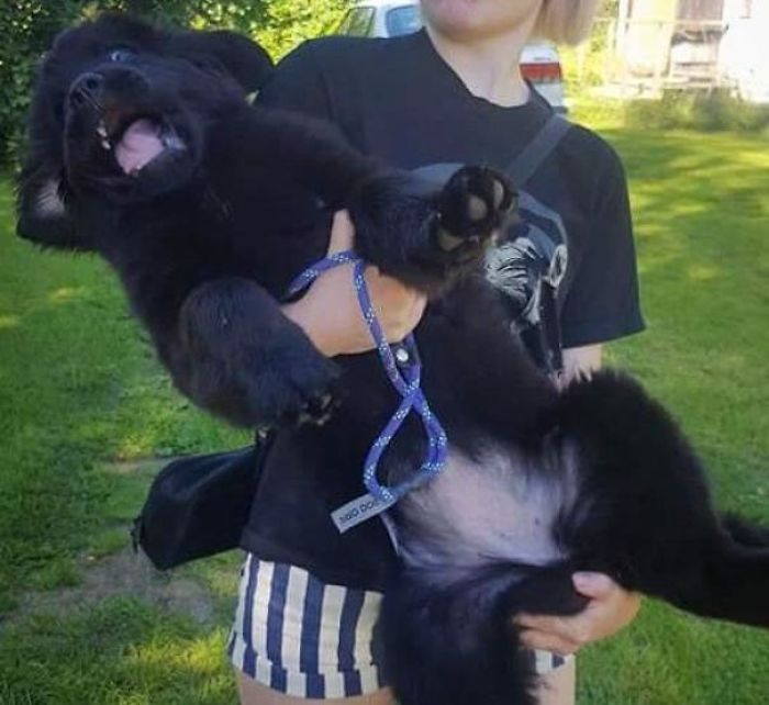 My Parents Newfie Pup Made It Pretty Clear That She's A Big Girl Already And Doesn't Like To Be Lifted Up