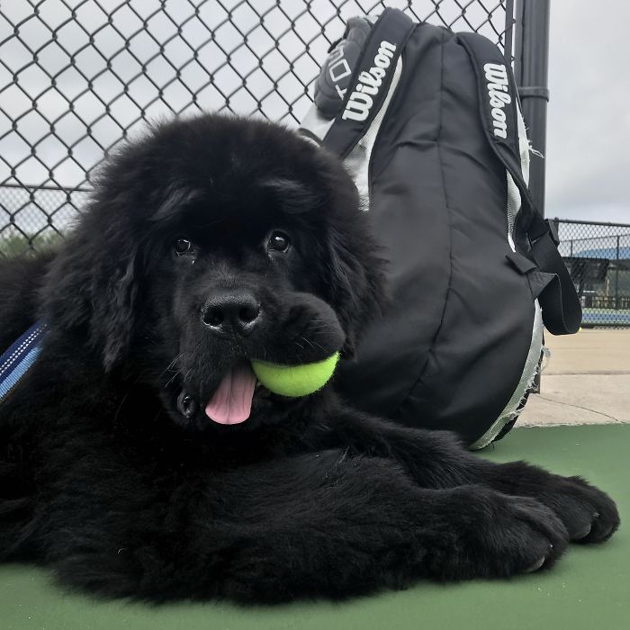 Ollie Likes To Come To Tennis Practice And Help Out