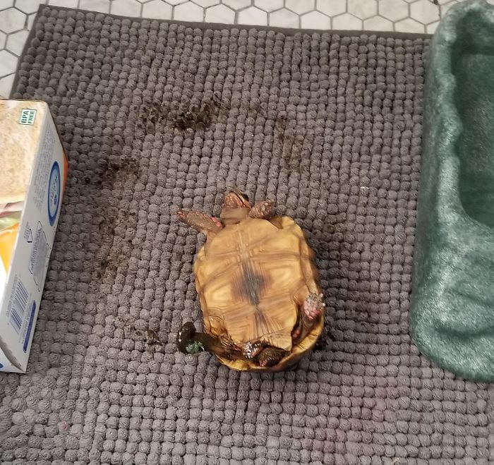 I Came In To Find My Tortoise Like This